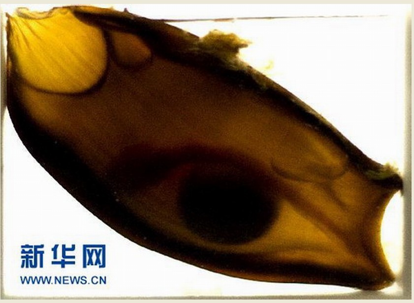 鲨鱼产下带有厚厚的 a target="_blank" href="/item/卵鞘/6332820"