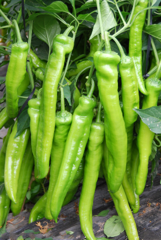  p>寿光羊角黄辣椒,山东省潍坊市 a target="_blank" href="/item