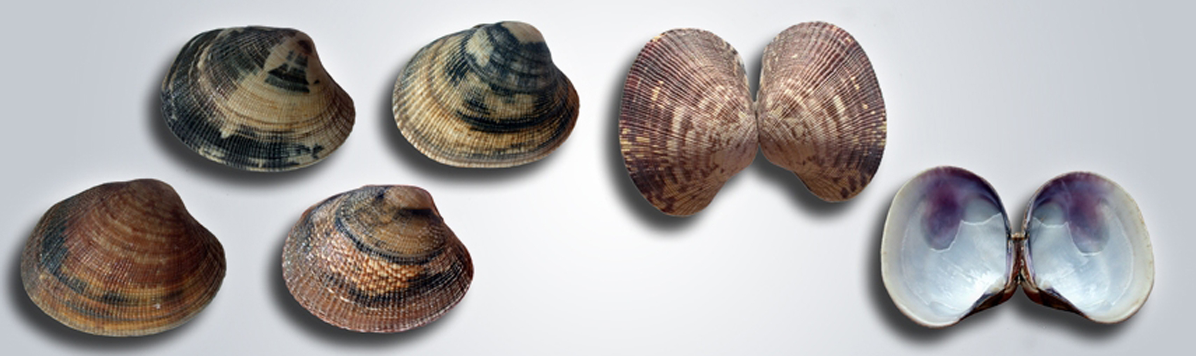 ">杂色蛤 /a>或 a href="#" data-lemmaid="2321677">菲律宾蛤仔 /a>