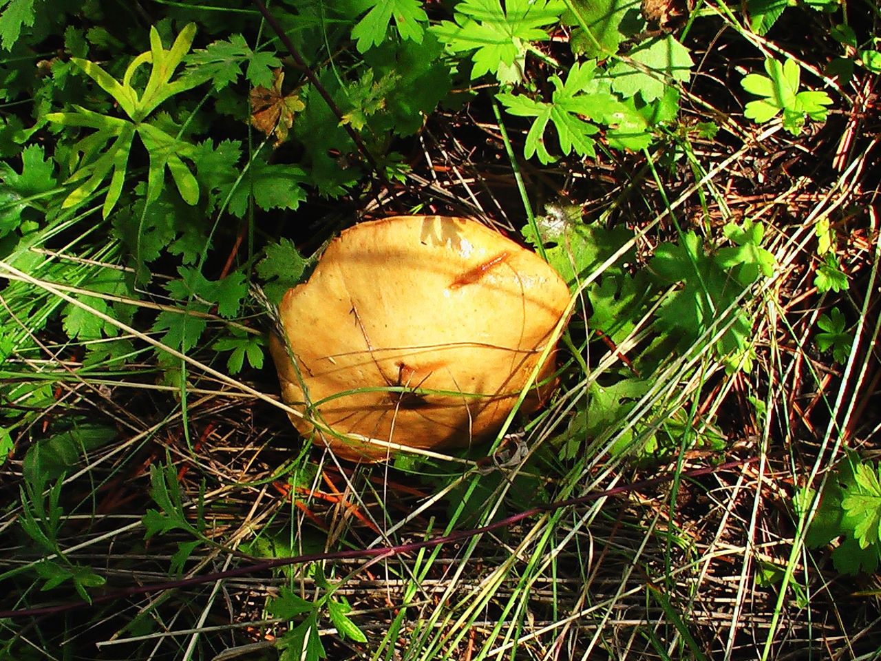  p>蘑菇称为 a href="#" data-lemmaid="973335">双孢蘑菇 /a>,又叫 a