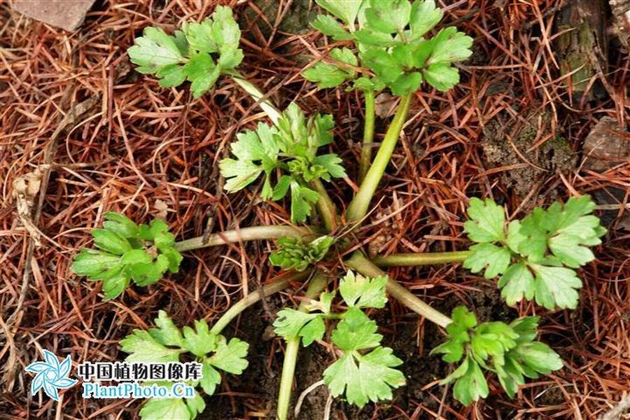  p>匍枝毛茛为毛茛科多年生草本植物,具匍匐枝,节上可生根,生长迅速