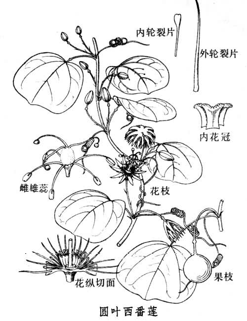  p> a target="_blank" href="/item/圆叶西番莲/1704331" data-lemma