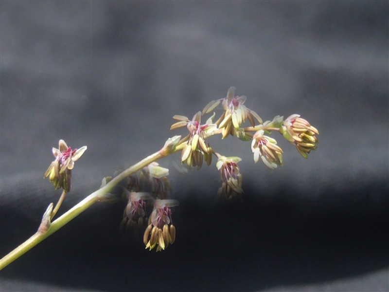  p>复叶披麻草根为双子叶植物药毛茛科植物复叶披麻草的根,可以入药.