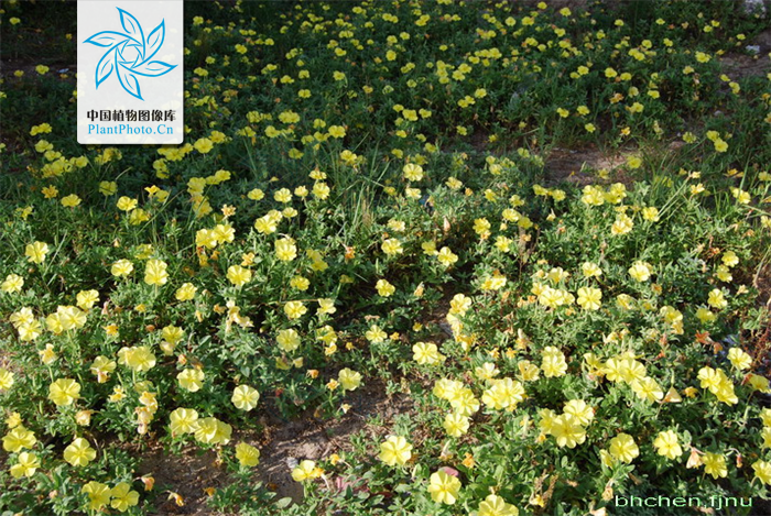  p>海边月见草(学名:oenothera drummondii hook.