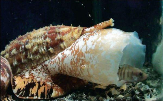  p>鸡心螺(cone snail)又叫"芋螺",主要生长于热带海域,一般多生活在