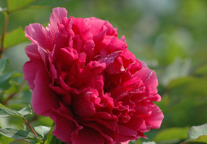  p data-id="gn6onv61ic">紫红争艳,芍药科牡丹花的一个品种,在我国