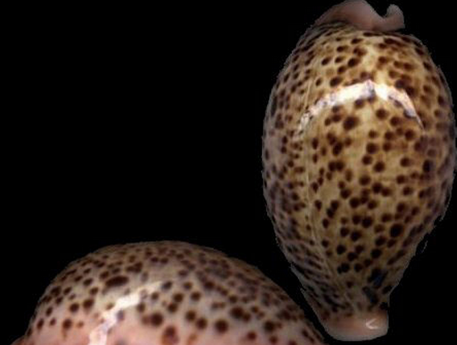  p>花豹宝螺(学名:cypraea pantherina )是腹足纲宝螺科的软体动物.