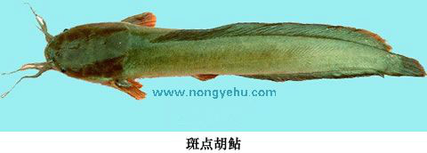 i>clarias macrocephalus  /i>(günther, 1864),为胡鲇科,胡鲇属鱼类