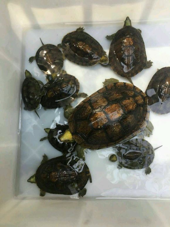  p data-id="go02dnvmwp">潘氏闭壳龟(学名: 