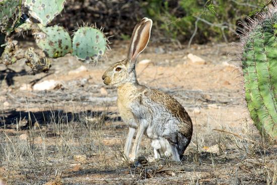 antelope jackrabbit