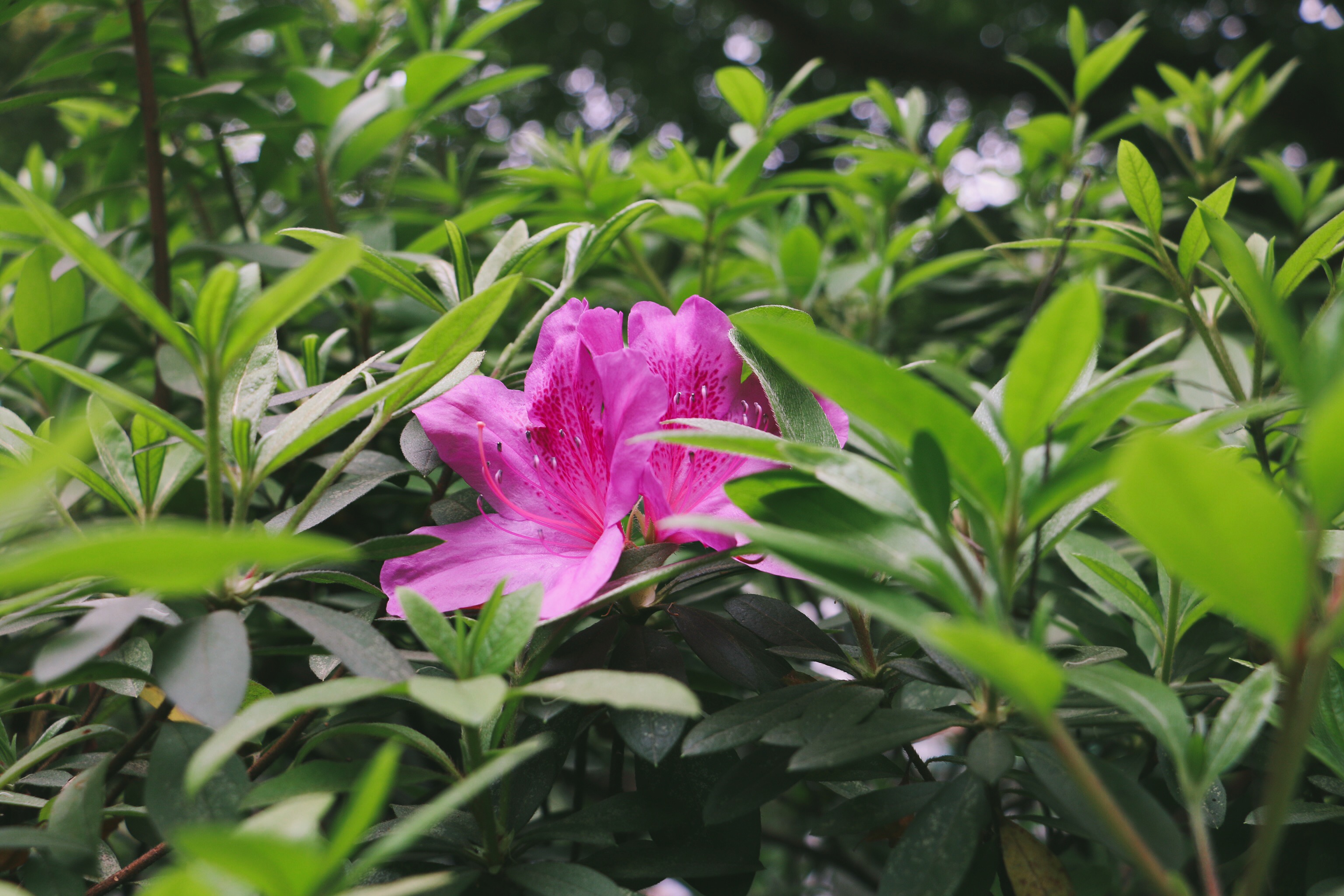 rhododendron pulchrum sweet