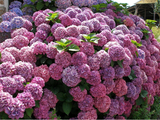 怎样养殖绣球花 百科ta说