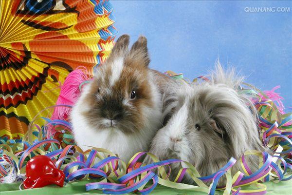 兔宠物