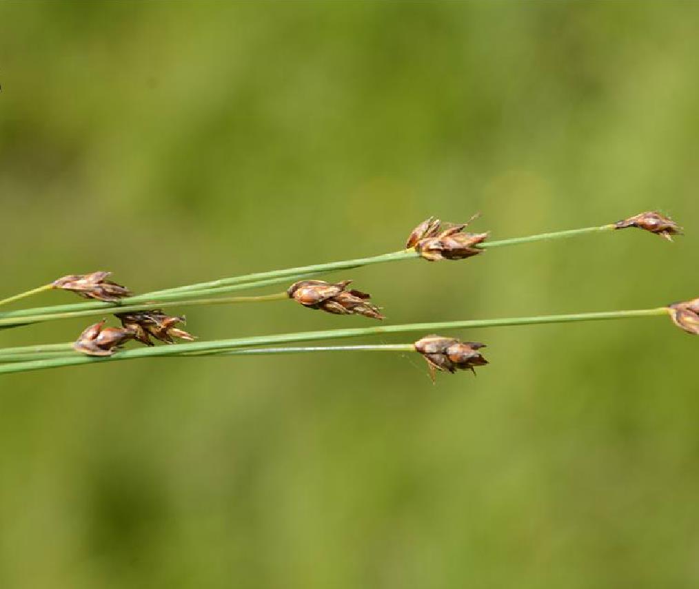  p>荸荠属 (heleocharis)是被子植物门 a target="_blank" href="