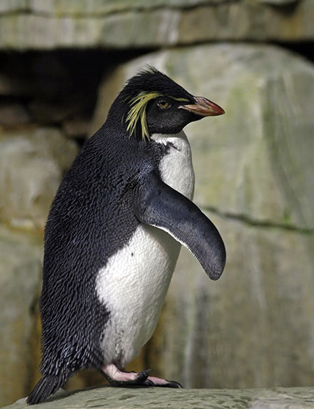  p data-id="tj32y94rywpk">凤头黄眉企鹅是企鹅目企鹅科冠企鹅属鸟类