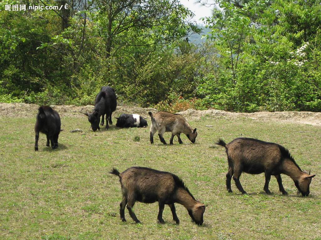 海南正宗东山羊