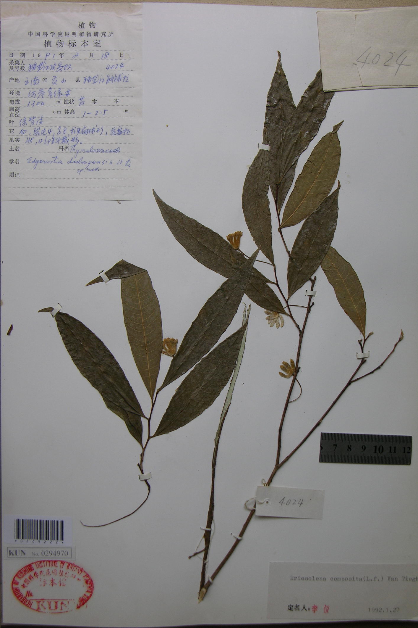 composita是常绿灌木,高达1米,叶互生,椭圆形至椭圆状披针形,头状花序