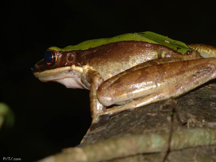  p>合江臭蛙,为无尾目, a target="_blank" href="/item/蛙科/2334964