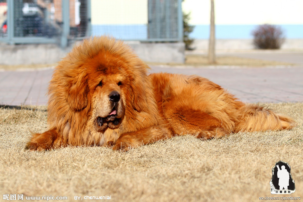tibetan mastiff