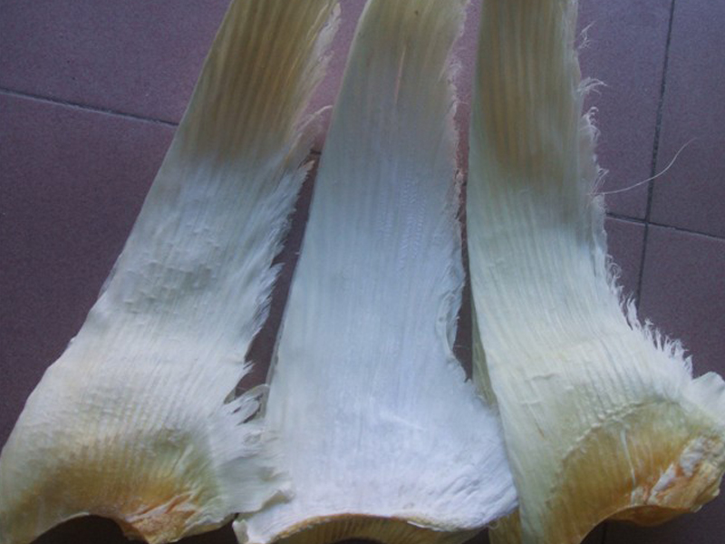  p data-id="gnrudb2rb1">鲨鱼翅在民间通常以"鱼翅"简称.