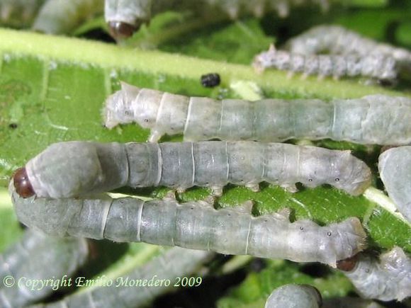 油蚕 (农学 名词)