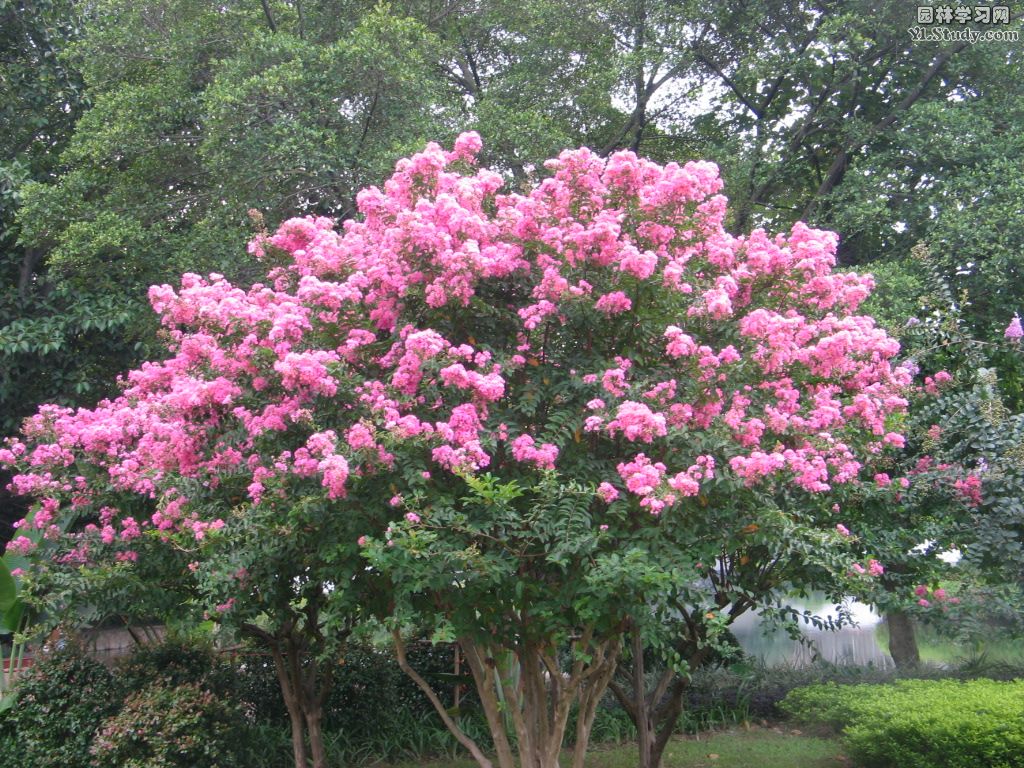  p>小叶紫薇,学名紫薇,又称细叶紫薇,百日红,痒痒树等.