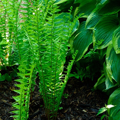  p>东京鳞毛蕨(学名: i>dryopteris tokyoensis /i> (matsurn.