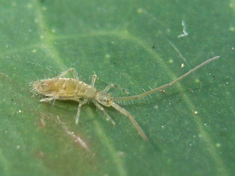 collembola