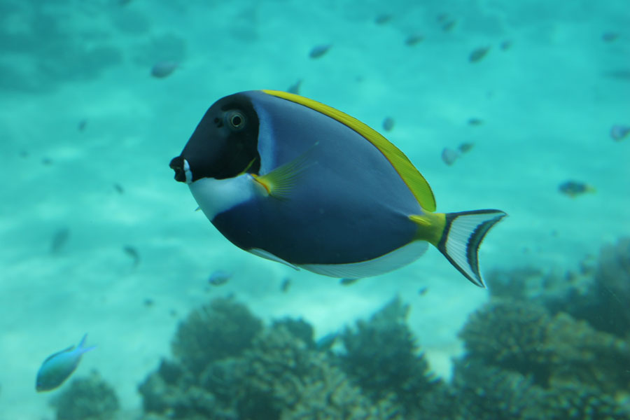  p>白胸刺尾鱼(学名:acanthurus leucosternon),形体椭圆, a href="#"
