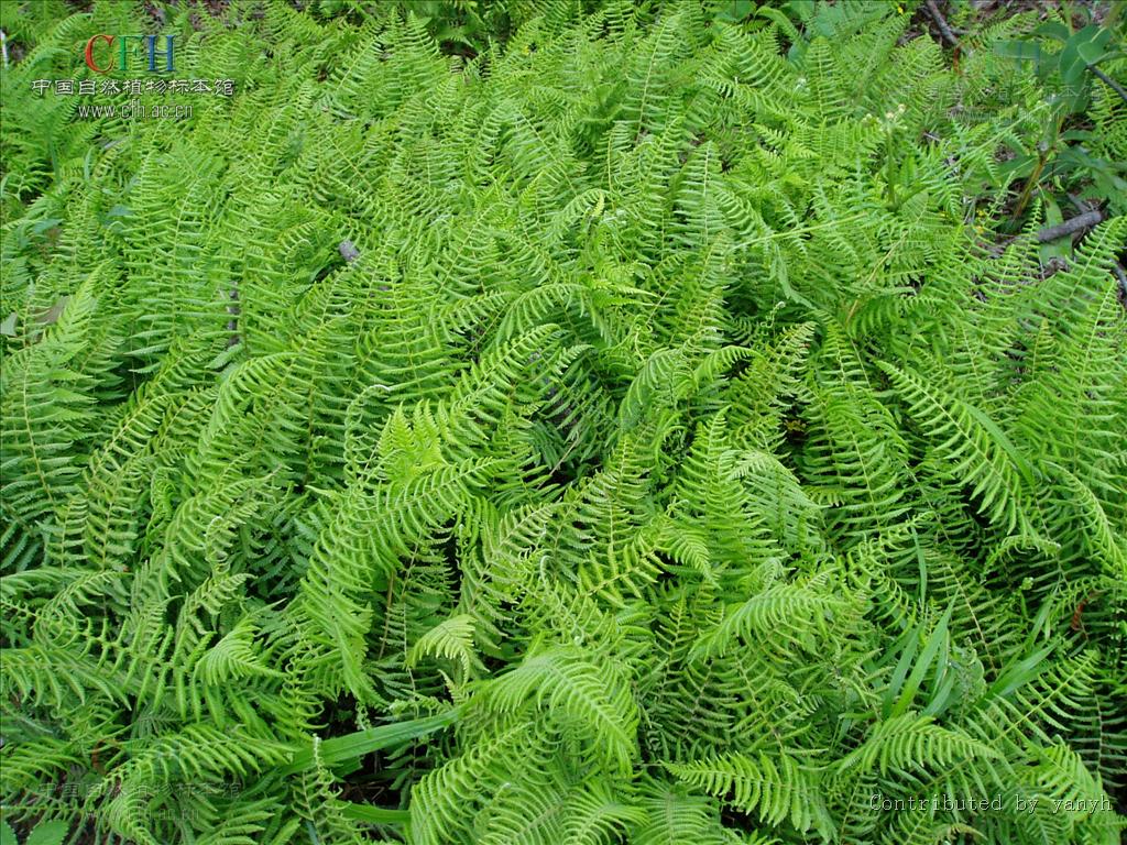  p>长根金星蕨(学名: i>parathelypteris beddomei /i> (bak.