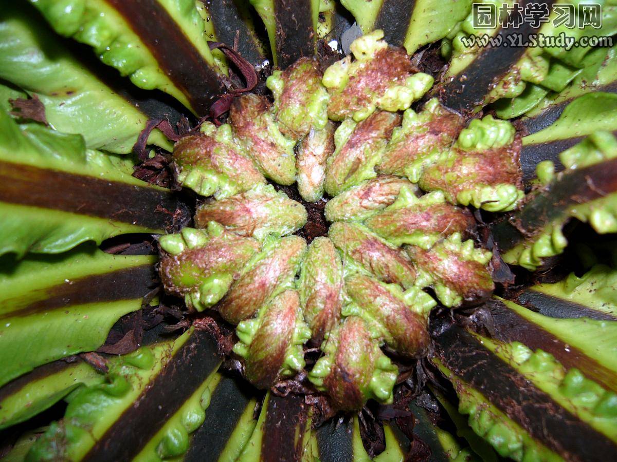  p>巢蕨(学名: i>neottopteris nidus /i> (l.) j. sm.