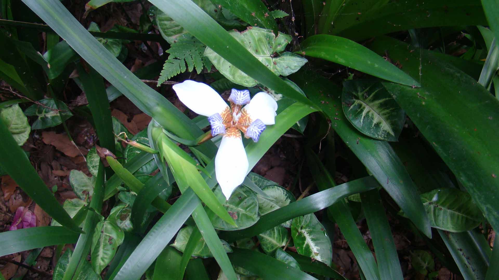 广西壮族自治区南宁良凤江国家森林公园