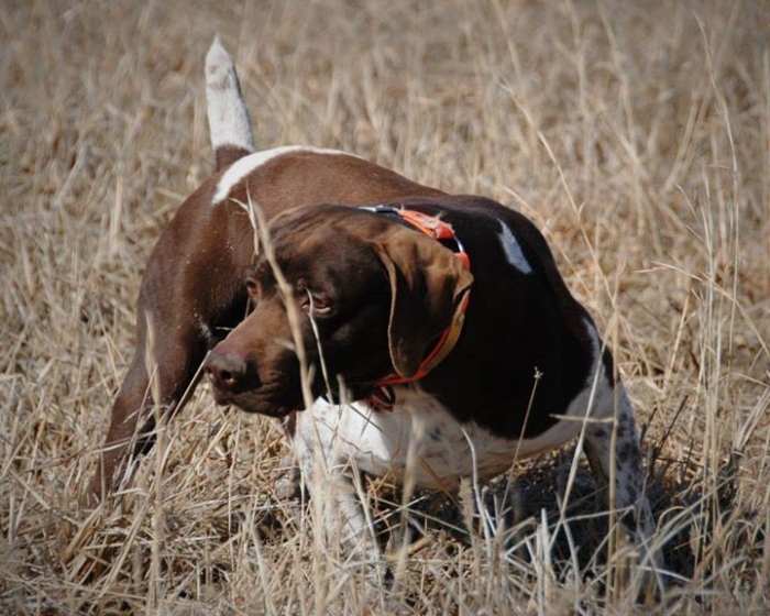 德国短毛波音达