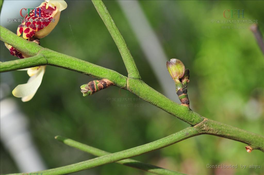  p>钗子股(学名: i>luisia morsei /i>  rolfe):茎直立或斜立,坚硬