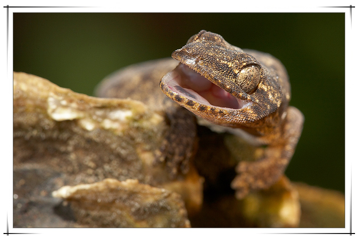  p>铅山壁虎为爬行动物.