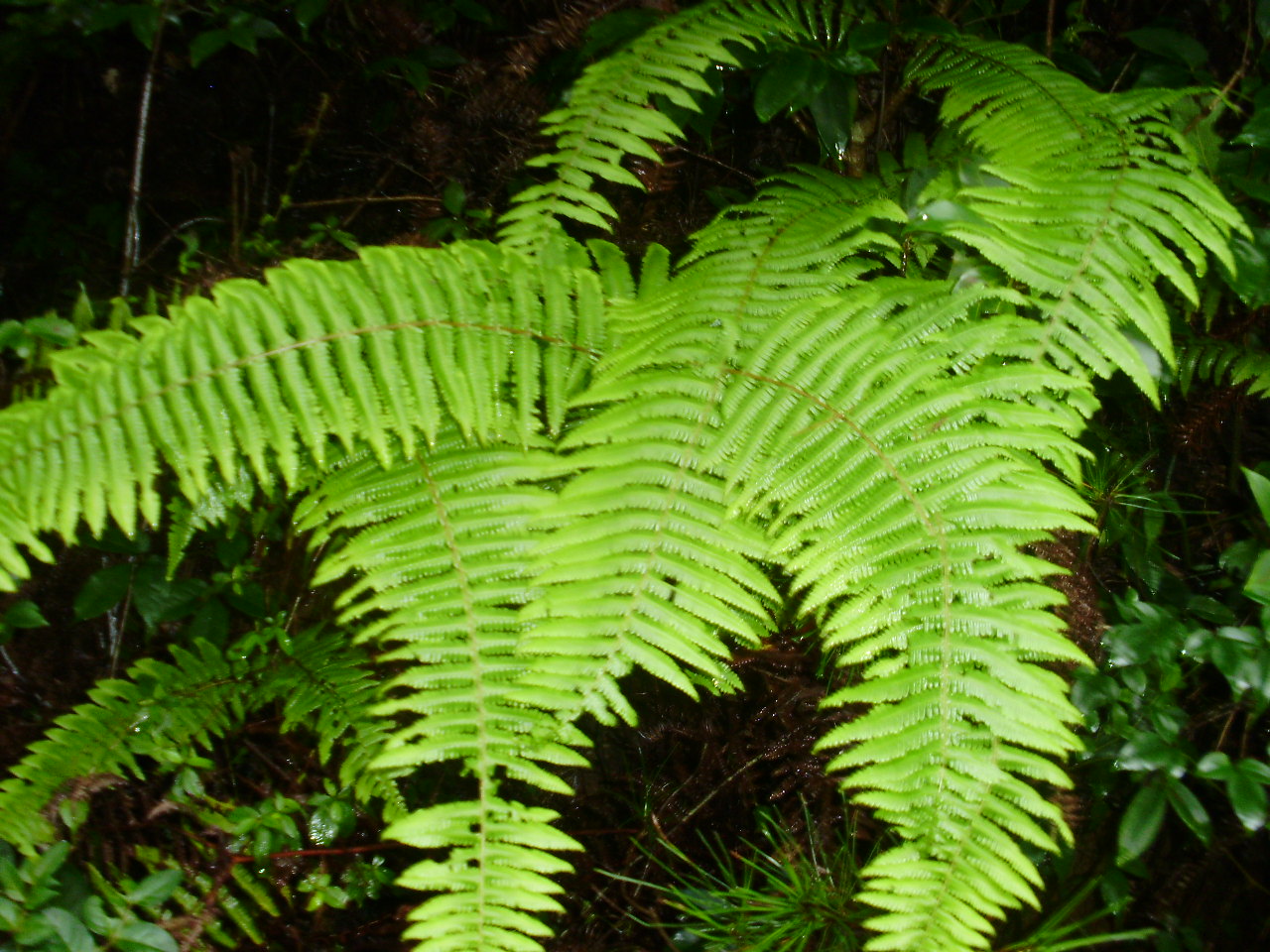  p data-id="gnbaqe02n5">陆生植物,有长而横走的根状茎,具原始中柱