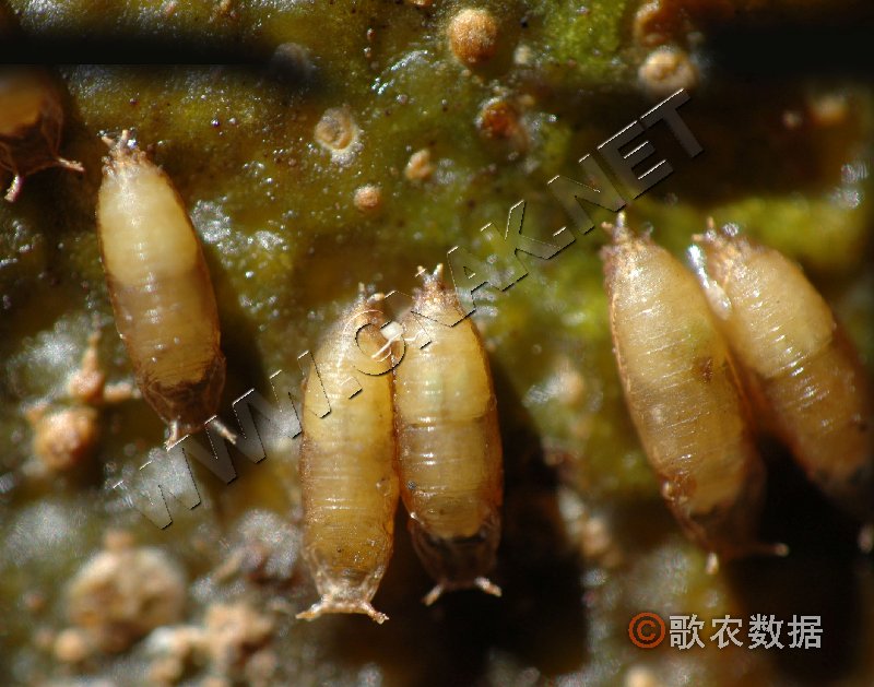  p>黑腹果蝇 ( i>drosophila melanogaster /i>) 是被人类研究得最