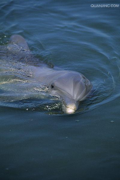瓶鼻海豚