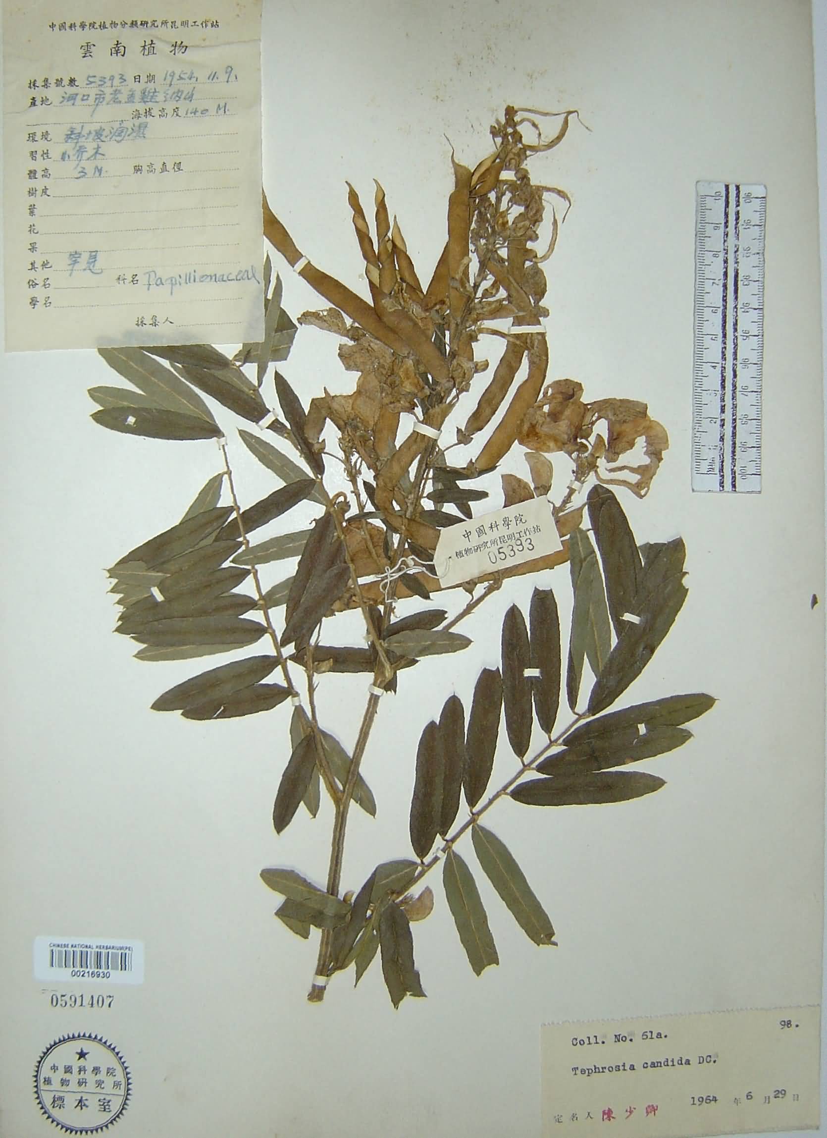 金鸡纳属