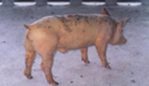 data-lemmaid="671277">蛔虫 /a>阻塞胆管使胆囊