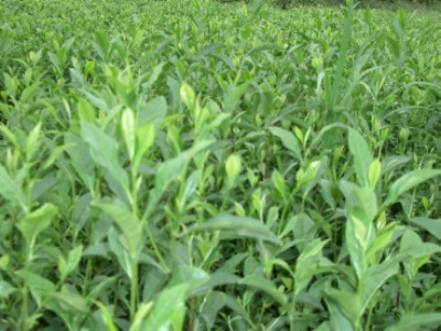 其发源于饶平县浮滨镇岭头村海拔 1032米的双髻娘山,于1961年从野生