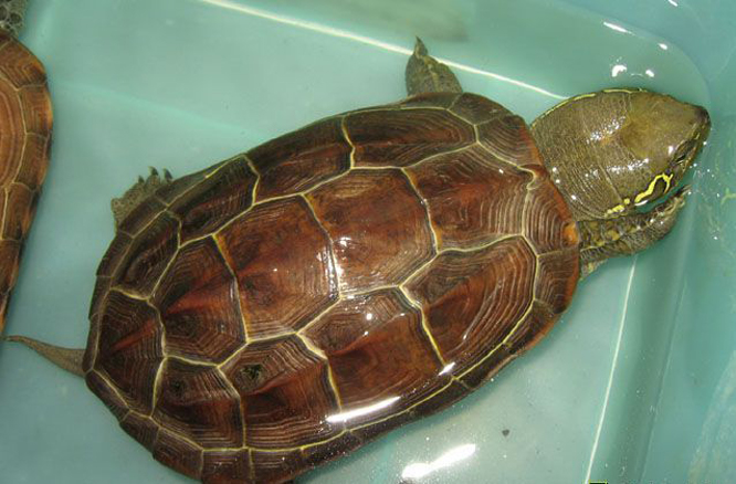  p>大头乌龟(拉丁学名: i>chinemys megalocephala /i>)隶属 a href="