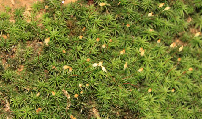  p>金发藓属为苔藓植物,植物体高数至数十厘米.