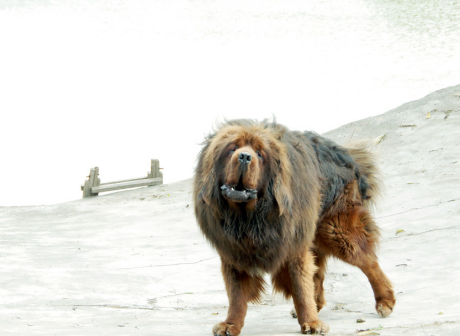 藏獒（起源于中国西藏的大型犬类）_百度百科
