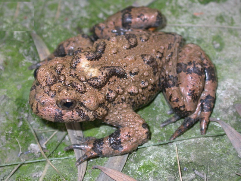  p>微蹼铃蟾,grobina microdeladigitora liu,hu et yang,1960,铃蟾科