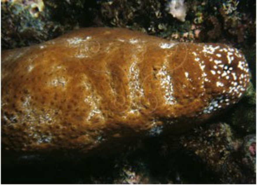  p data-id="gn761gh7fj">白底辐肛参,又名赤瓜参, 白底靴参, 靴海参