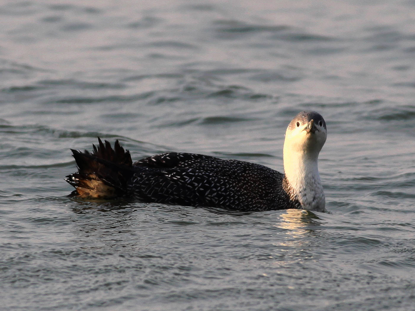  p>红喉潜鸟( a target="_blank" href="/item/学名/8074290" data