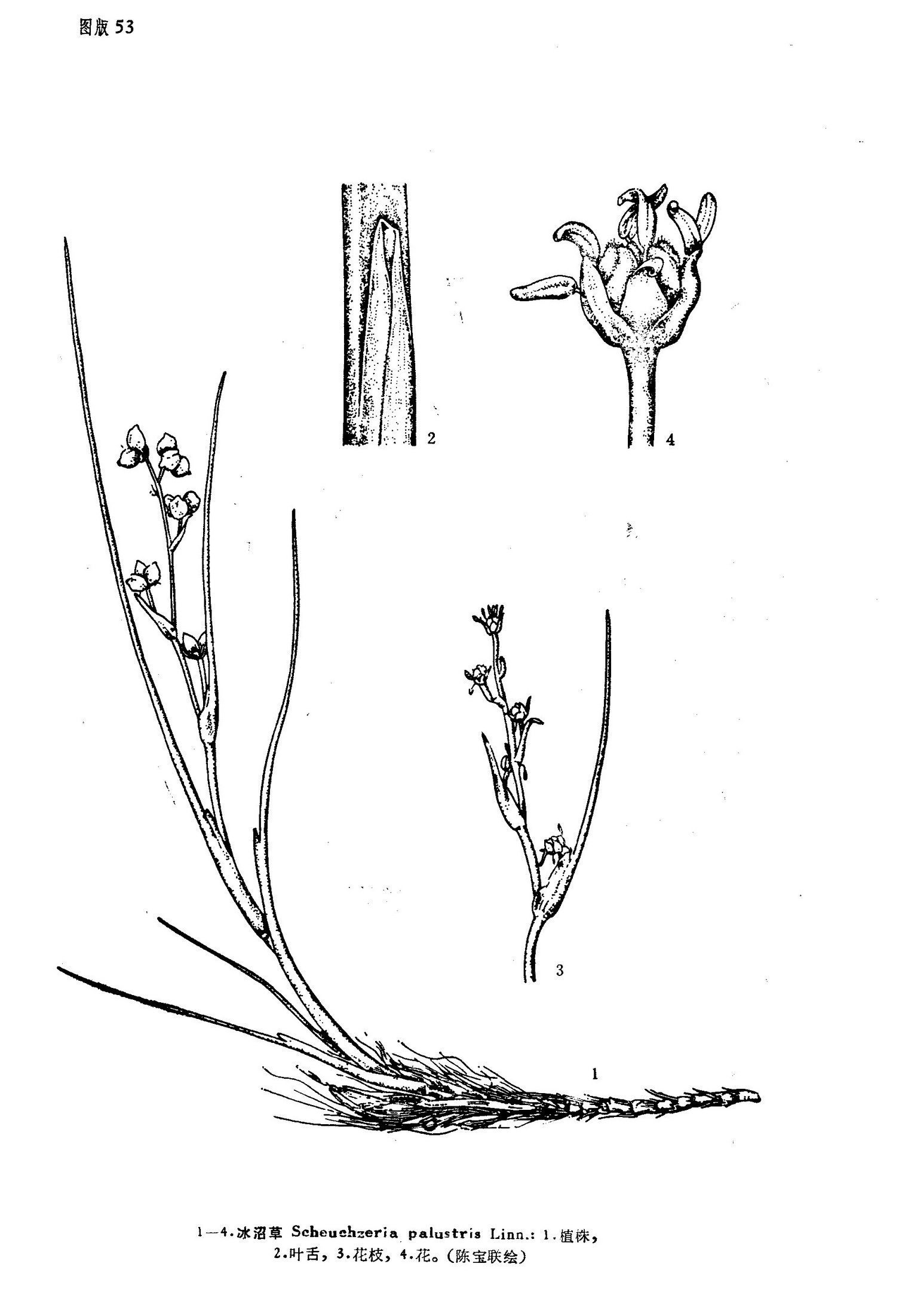 scheuchzeria palustris linn
