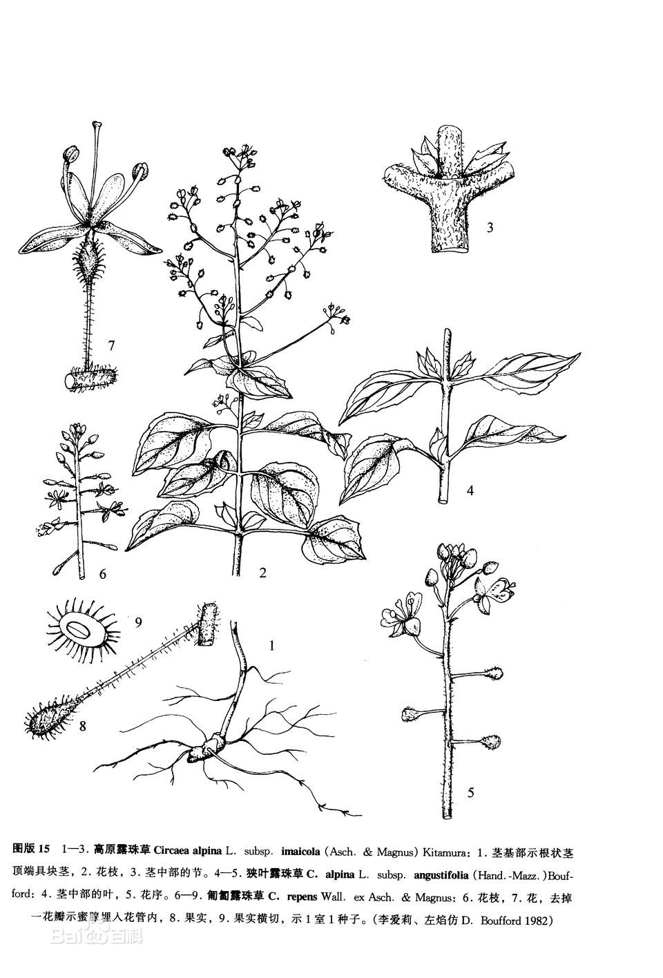 circaea alpina subsp. imaicola