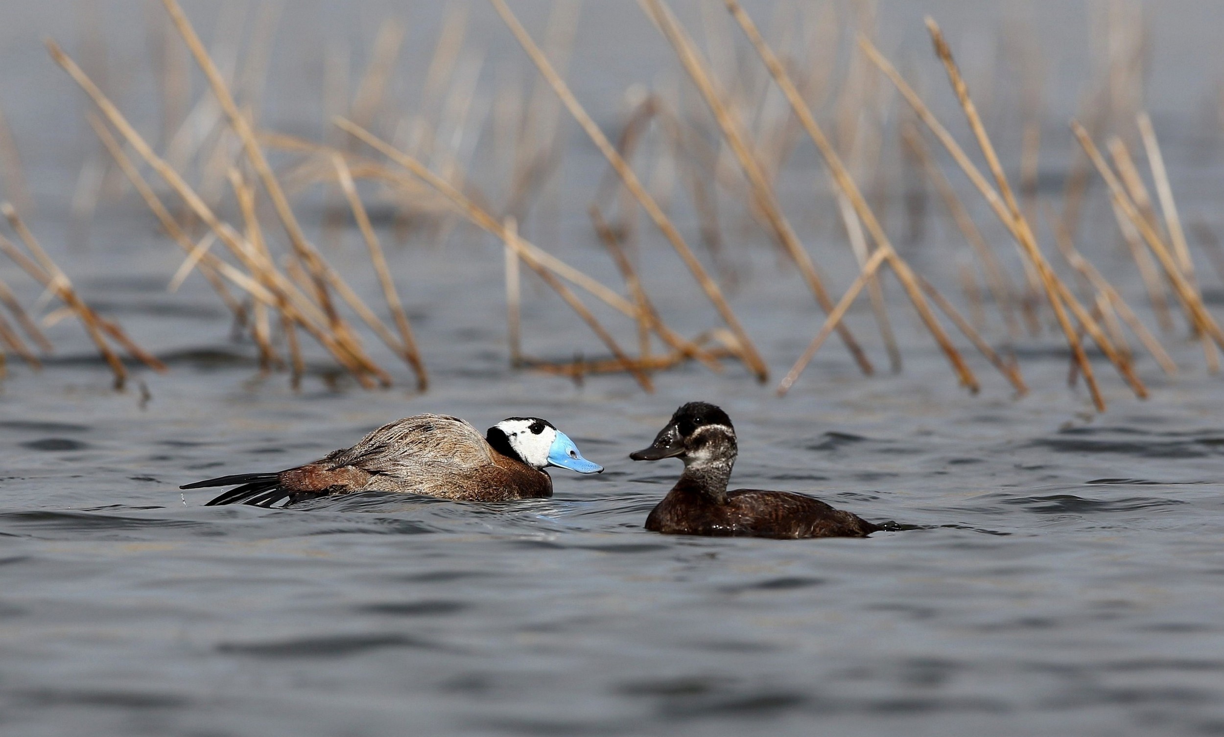 argentine blue-billed duck